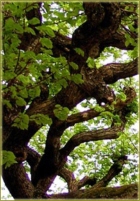 Expresión de la innovación