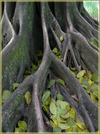 Desarrollo sostenible